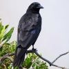 American Crow