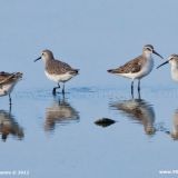 Non-breeding plumage - February 5.