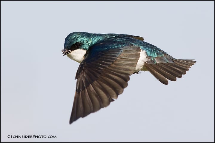 Tree Swallow Bird 84