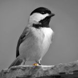 Carolina Chickadee