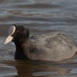 Eurasian Coot