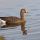 Greater White-fronted Goose