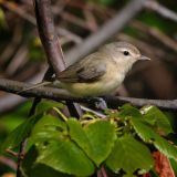 Warbling Vireo