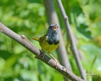 Male in full song