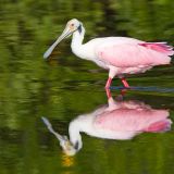 Ding Darling NWR on Sanibel, FL