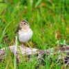 Grasshopper Sparrow