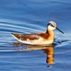 Wilson's Phalarope