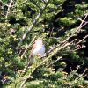 Bicknell's Thrush