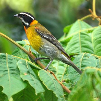 Male - Guzmán Arriba, Río Grande, Puerto Rico - January 30, 2011