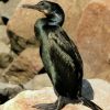 Brandt's Cormorant
