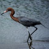 Reddish Egret