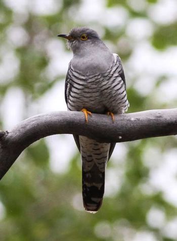 Common Cuckoo - Journey to Almaty