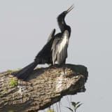 Male in breeding plumage -Timberlane, Lake Wales, FL, US - March 30, 2012