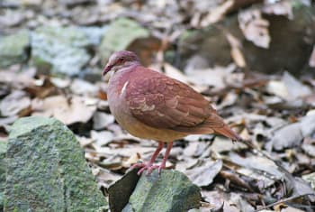 http://en.wikipedia.org/wiki/Ruddy_Quail-Dove