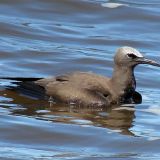 Brown Noddy