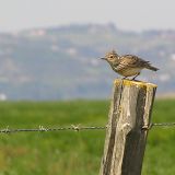 On a fence post on March 17, 2006 in Vila Franca de Xira, Lisbon, PT.