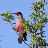 Lewis's Woodpecker, Butte Cty, CA, March 13, 2004