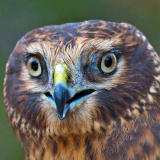 Owl-like facial close-up