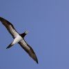 Brown Booby