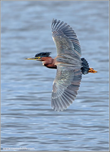 Green Heron in flight