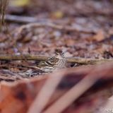 Pechora Pipit