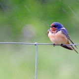 Barn Swallow