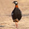 Black Francolin