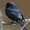 Brown-headed Cowbird