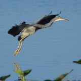 In flight