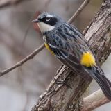 Yellow-rumped Warbler