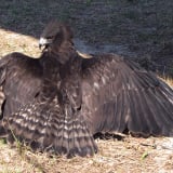 A short-tailed hawk at the Avian Reconditioning Center for Birds of Prey; she's permanently injured and nonreleasable due to a gunshot wound
