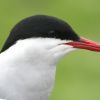 Arctic Tern