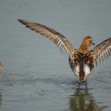 Sharp-tailed Sandpiper