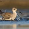 Willet