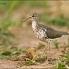 Spotted Sandpiper