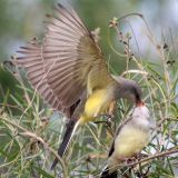 Feeding young - Bosque del Apache NWR; July 15, 2008