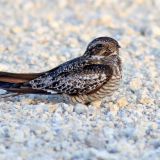 Common Nighthawk