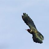 In flight