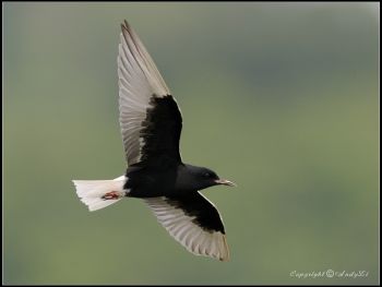 White-winged Tern