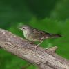 Lanceolated Warbler