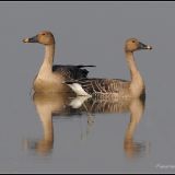 Bean Geese