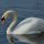 Mute Swan