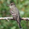 Western Wood-Pewee