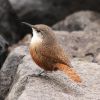 Canyon Wren