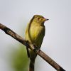 Yellow-bellied Flycatcher