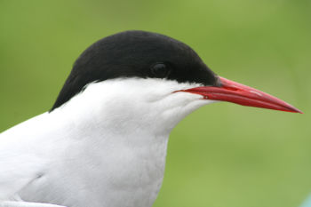 Arctic Tern