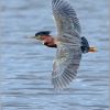 Green Heron