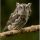 Eastern Screech-Owl