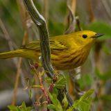 Male Yellow Warbler