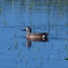 Blue-winged Teal